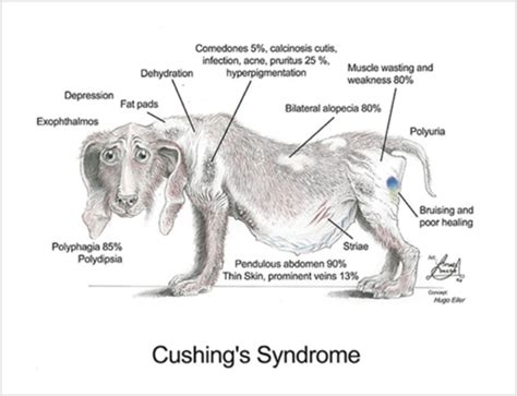 Cushing%27s disease dogs symptoms - Cushing’s disease in dogs is also called hyperadrenocorticism — It results from an overproduction of the hormone cortisol in the adrenal glands. Two of the most common signs are uncontrollable thirst and frequent urination — Other symptoms include panting, thinning of fur on the rump and tail, and a pot-bellied appearance.